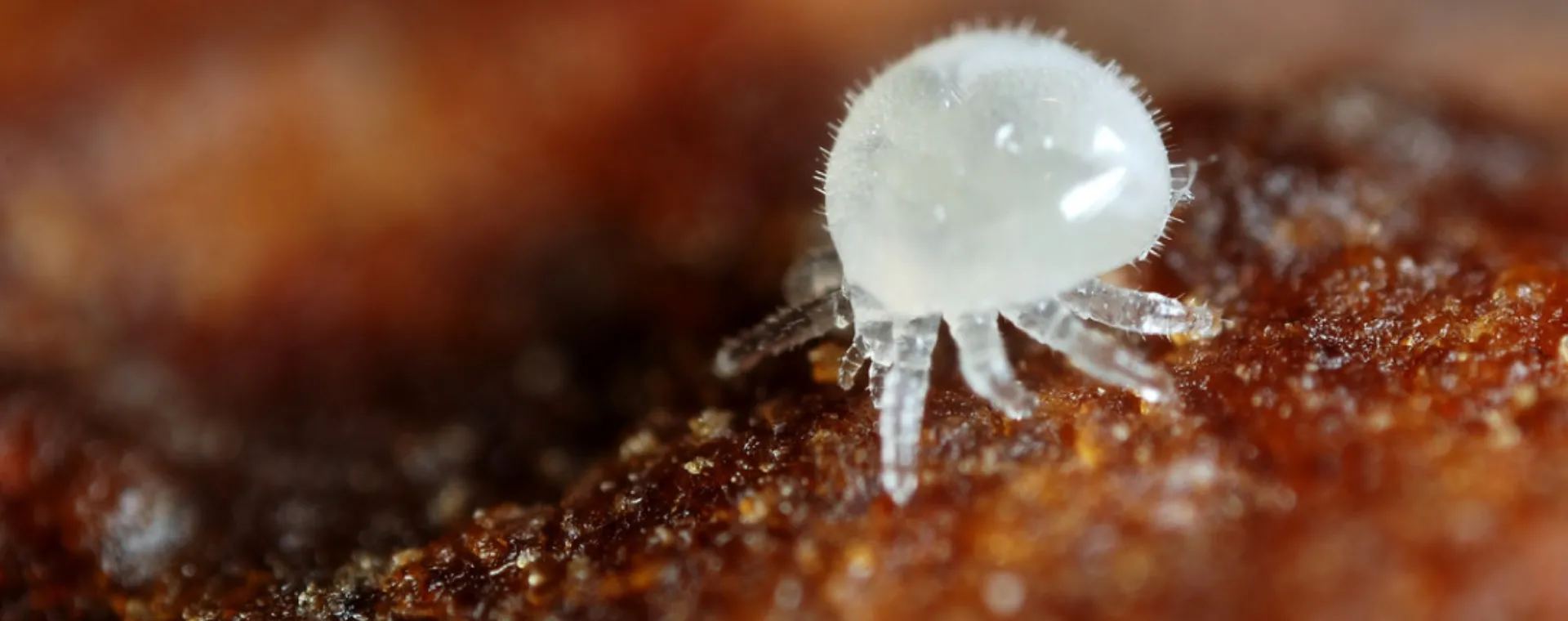 Cycle de vie du Varroa Destructor