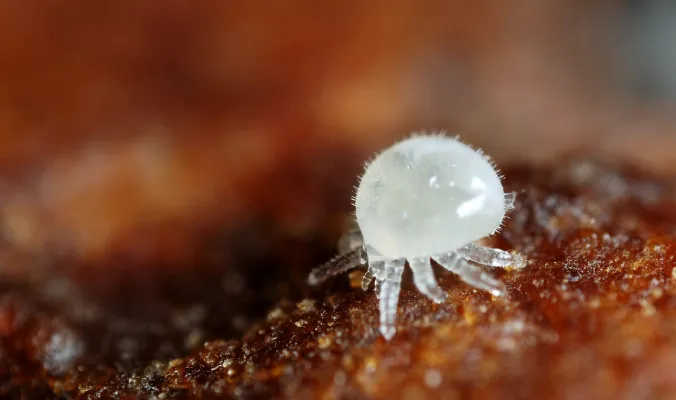 Cycle de vie du Varroa Destructor