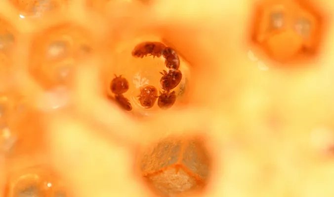 Surveillance du taux d'infestation par le varroa