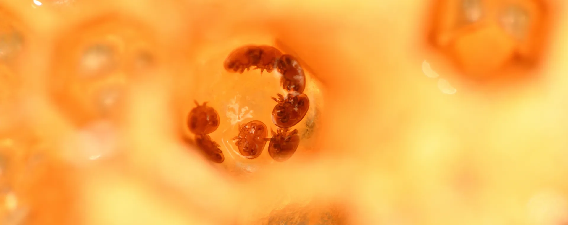 Surveillance du taux d'infestation par le varroa