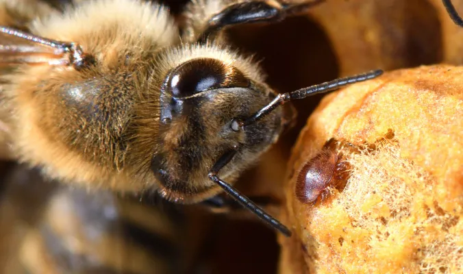 Problèmes de résistance dans le traitement des acariens Varroa