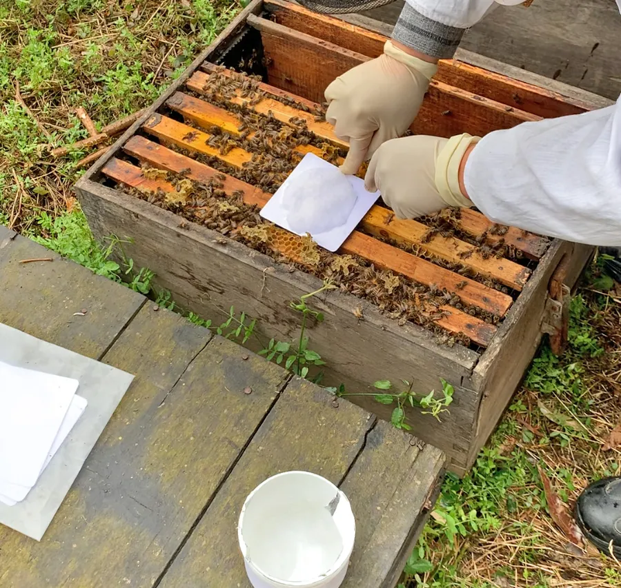 Lutte contre les acariens dans les fermes d’abeilles biologiques