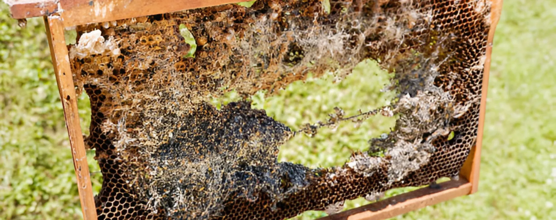 Les quatre menaces majeures posées par les papillons de nuit