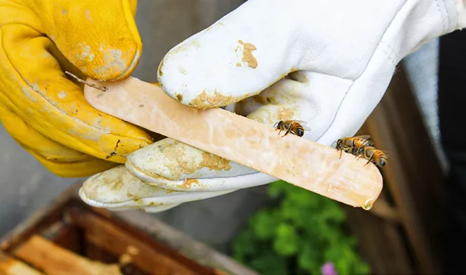 Utiliser des bandes contre les mites de cire pour le traitement