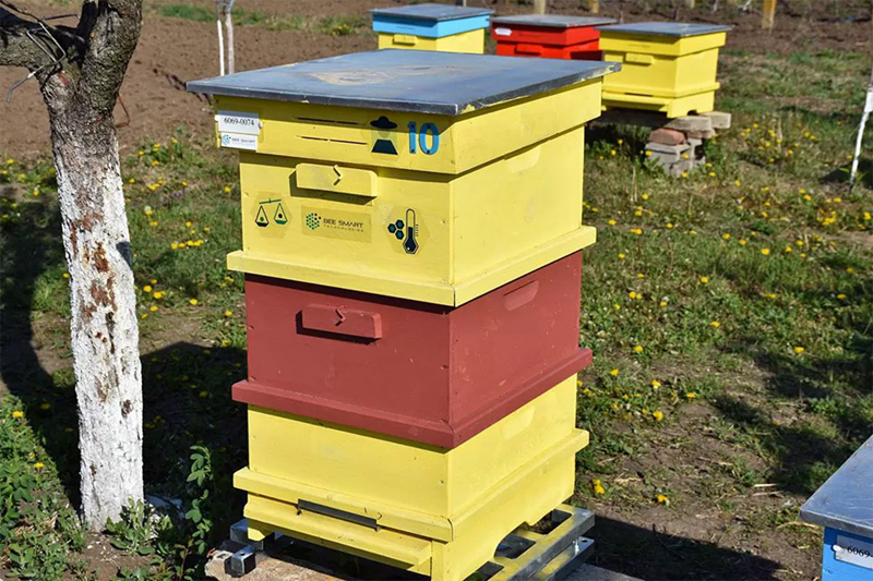 L’intelligence artificielle renforce l’apiculture écologique