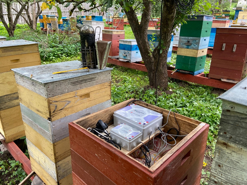 L’intelligence artificielle renforce l’apiculture écologique