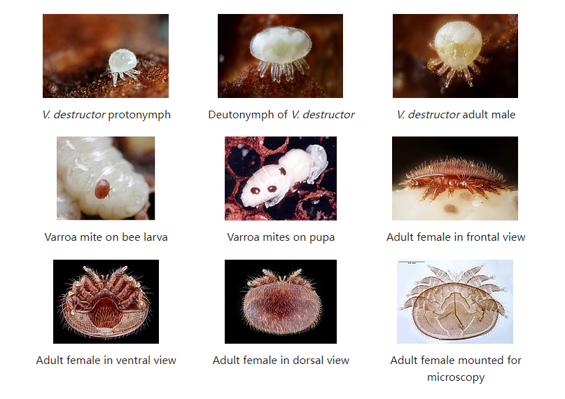 Cycle de vie du Varroa Destructor