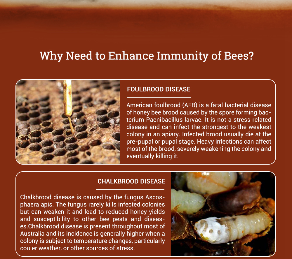 BEE-BESTIE - Compléments alimentaires microbiens pour abeilles