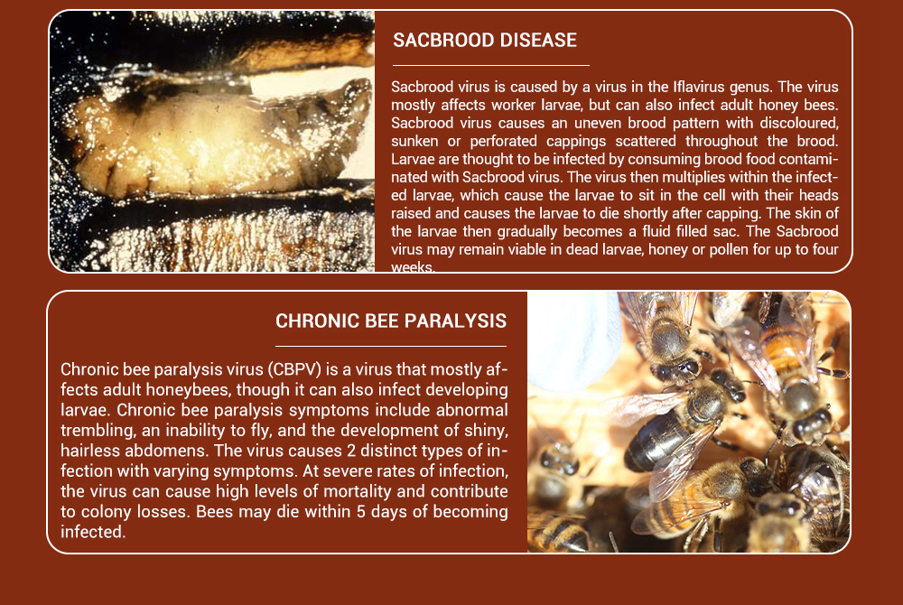 BEE-BESTIE - Compléments alimentaires microbiens pour abeilles