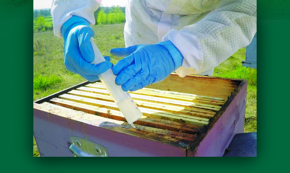 MYTH-BEE Traitement à l'acide oxalique pour les abeilles