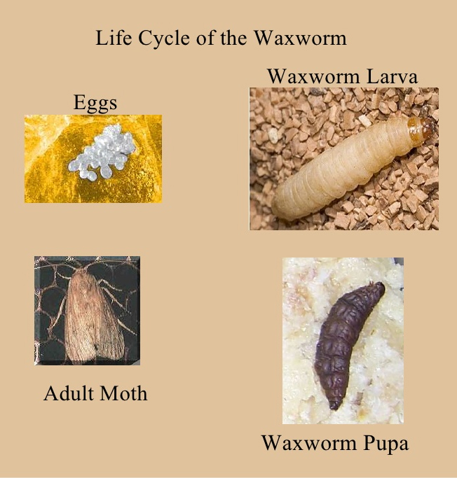 Connaissez votre ennemi : caractéristiques biologiques des papillons de cire