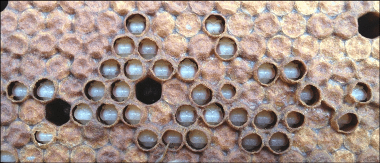 Les quatre menaces majeures posées par les papillons de nuit