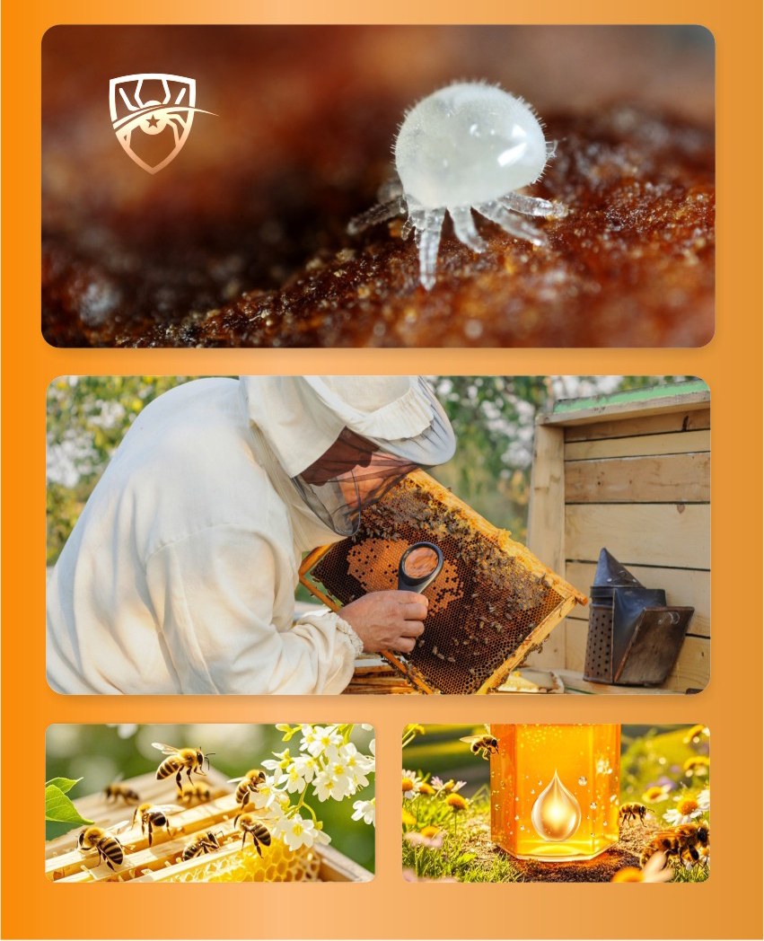 BEE-AMOR Spray d'acide formique mixte pour abeilles