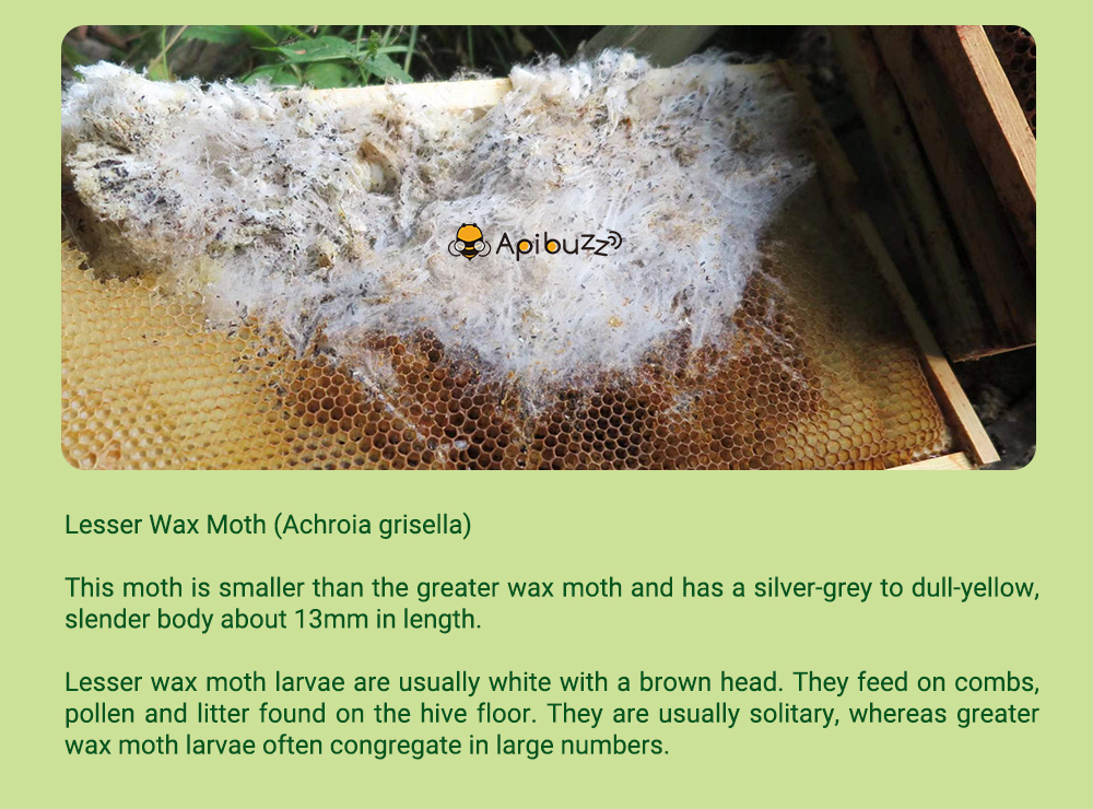 APIBUZZ Bandes de bois pour traitement des mites de cire de ruche | Paquet de 10 unités