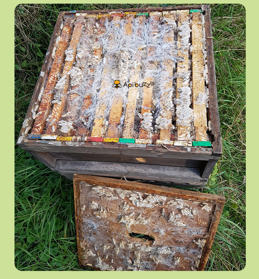 APIBUZZ Bandes de bois pour traitement des mites de cire de ruche | Paquet de 10 unités