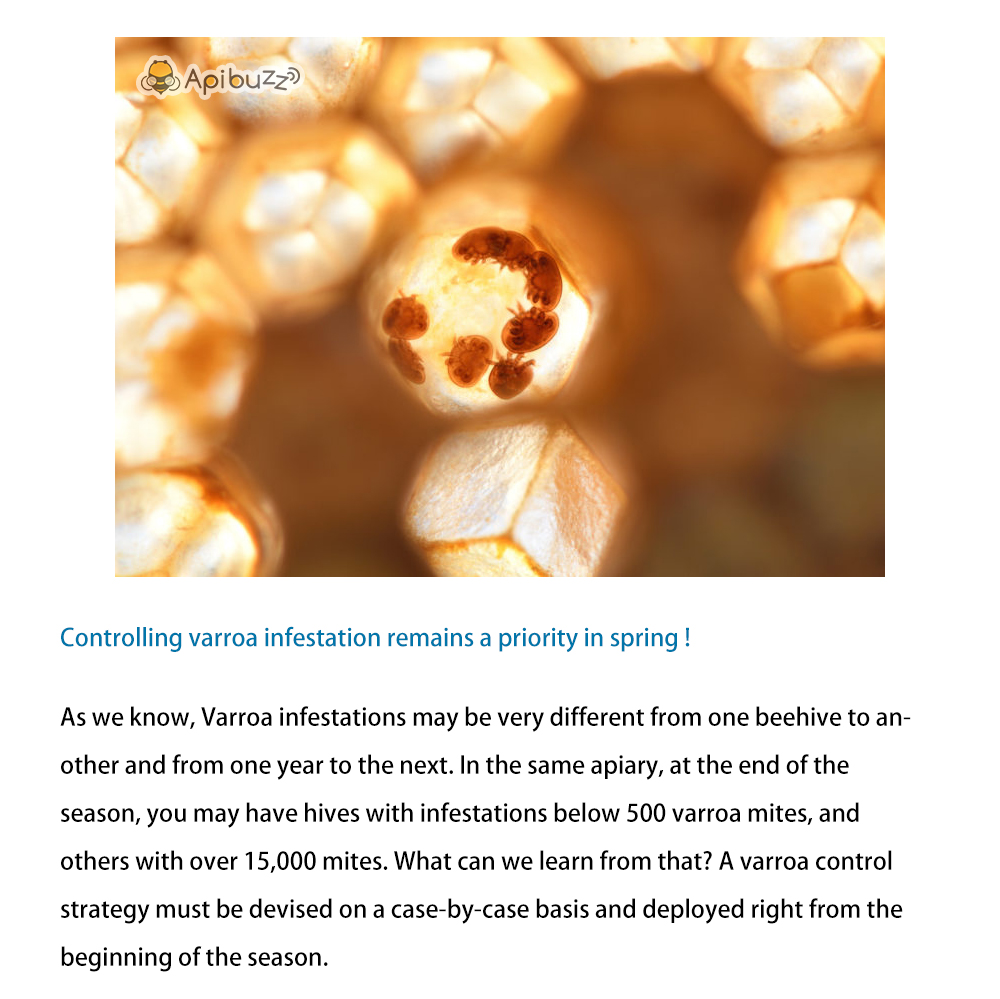 Varroa Vérification de l’infestation